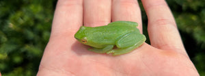 Giant Lime Green Glass Frog