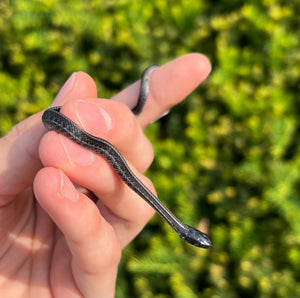Baby Melanistic Plains Garter Snake