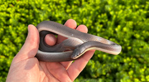 Sub-Adult New World Burrowing Python (Male)
