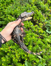 Load image into Gallery viewer, Small Smooth Front Caiman (12”-15”)