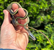 Load image into Gallery viewer, Baby Cave-Dwelling Ratsnake