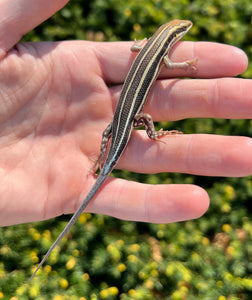 Adult Blue-Tailed Skink