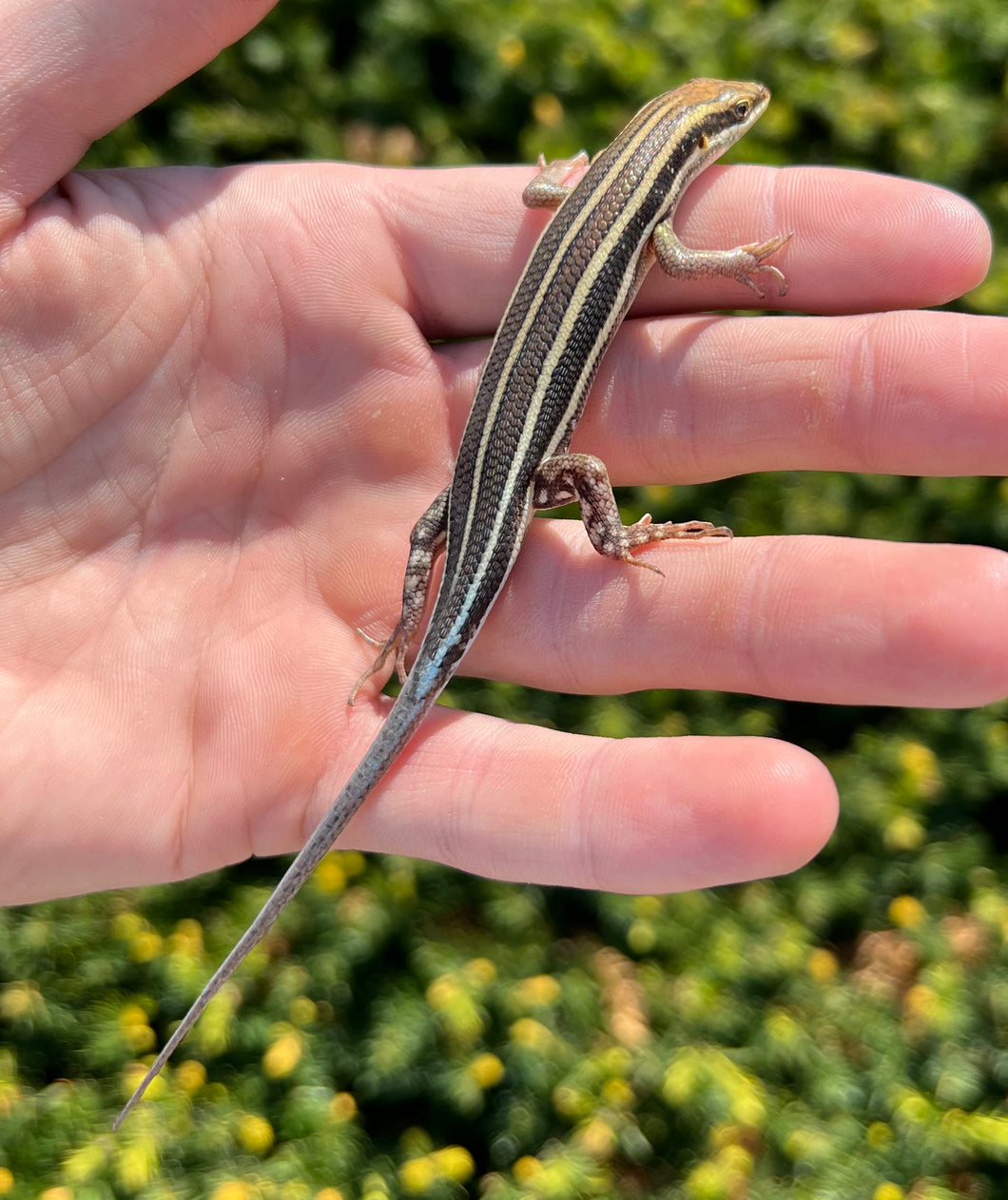 Adult Blue-Tailed Skink