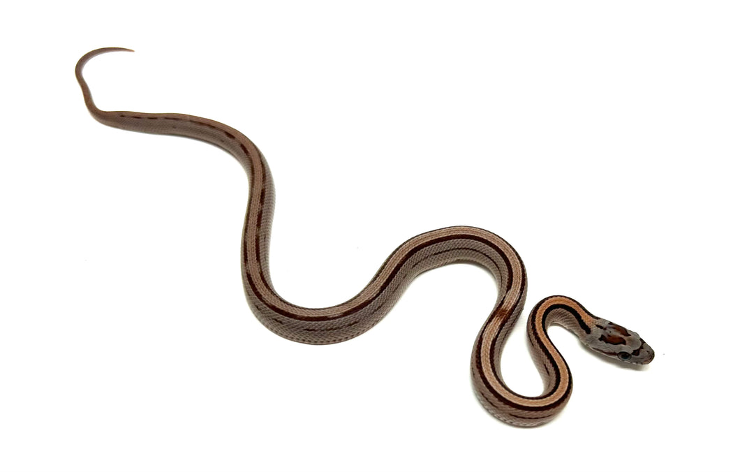 Baby Striped Corn Snake