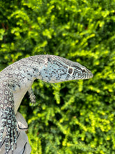Load image into Gallery viewer, Juvenile Nile Monitor
