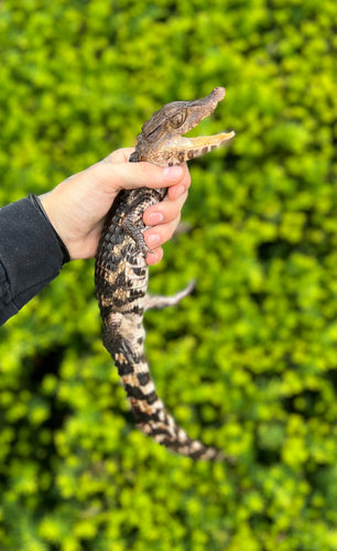 Small Cuvier's Dwarf Caiman (12”-15”)