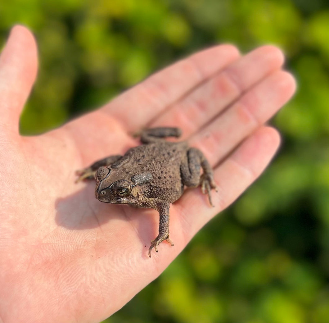Asian Spiny Toad