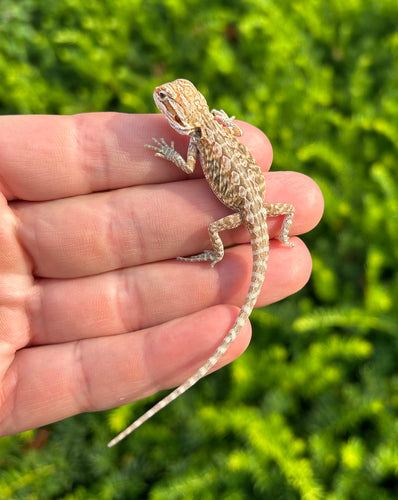 Baby High-Color Leatherback Bearded Dragon