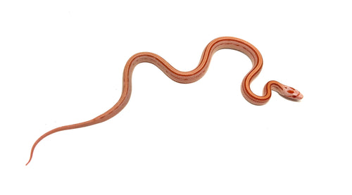 Baby Albino Striped Corn Snake