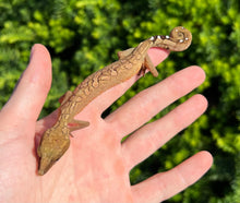 Load image into Gallery viewer, Adult Malaysian Cat Eyed Gecko (Female 1)