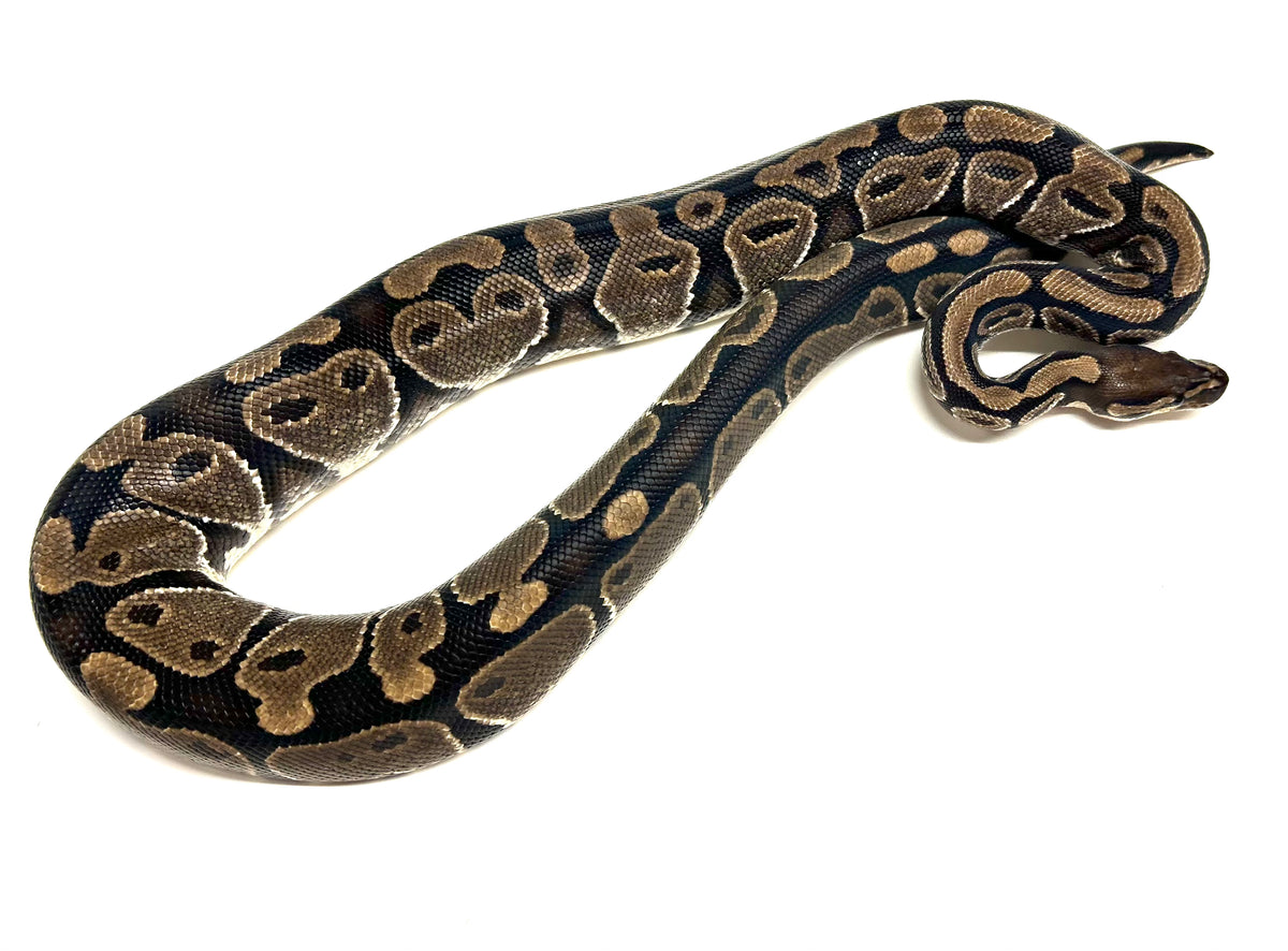 Adult Ball Python – Scales and Tails of Ohio