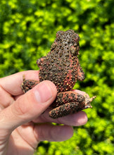 Load image into Gallery viewer, Small Giant Asian River Toad