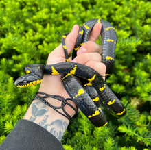 Load image into Gallery viewer, Sub-Adult Malaysian Mangrove Snake