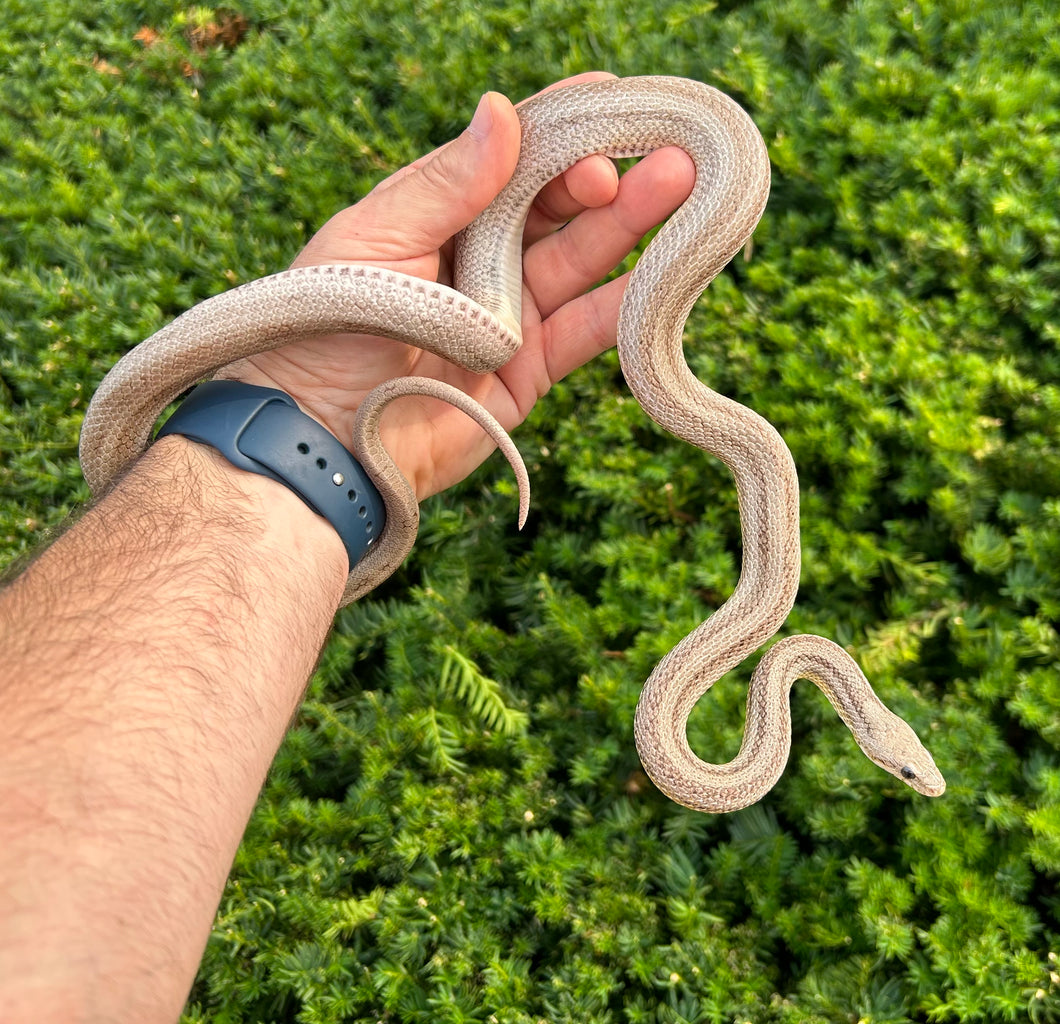 Adult Striped Ghost Corn Snake (Male 1)