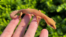 Load image into Gallery viewer, Adult Malaysian Cat Eyed Gecko (Male 2)
