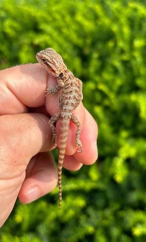 Baby High-Color Translucent Bearded Dragon