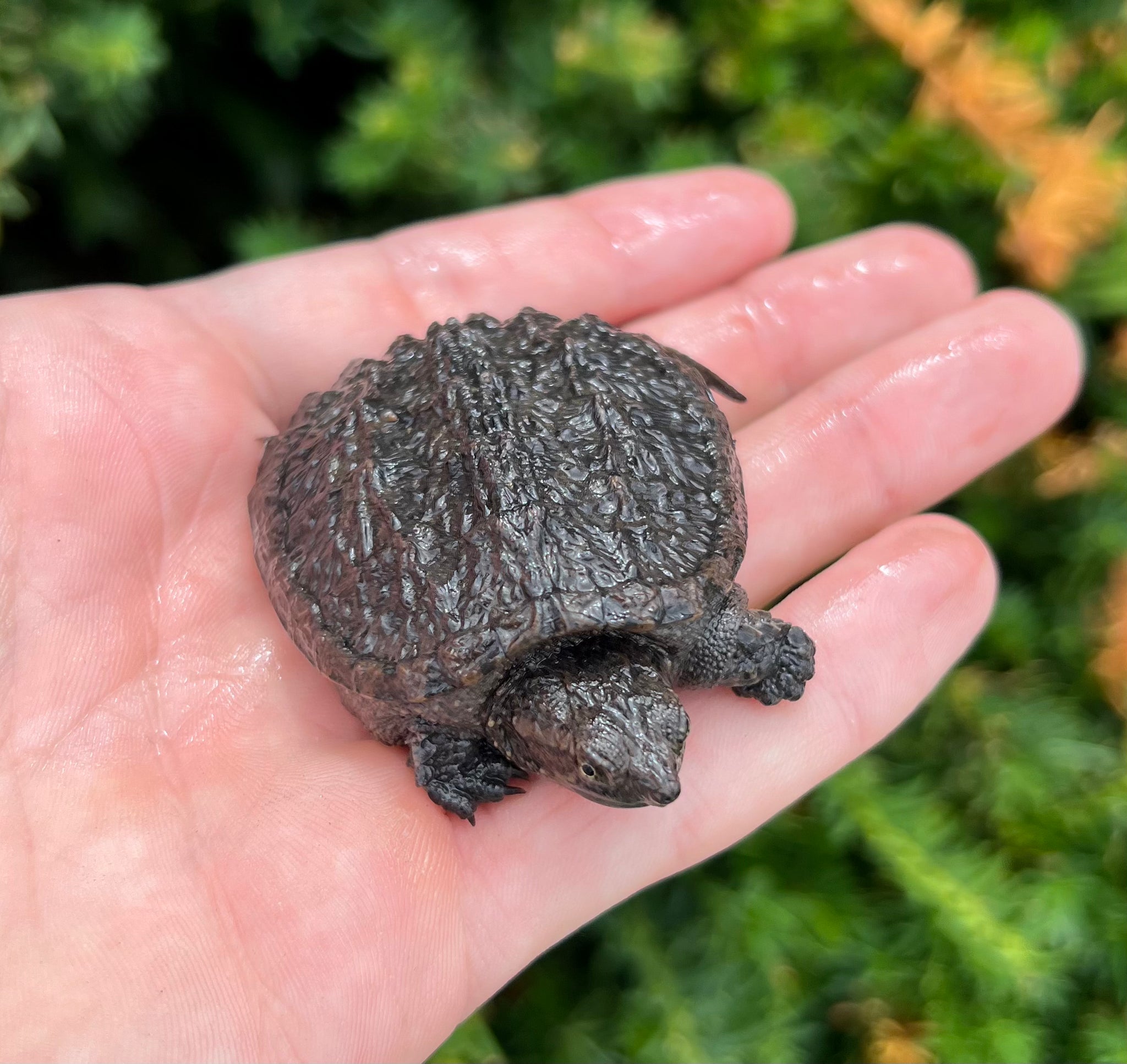 Baby Snapping Turtle – Scales and Tails of Ohio