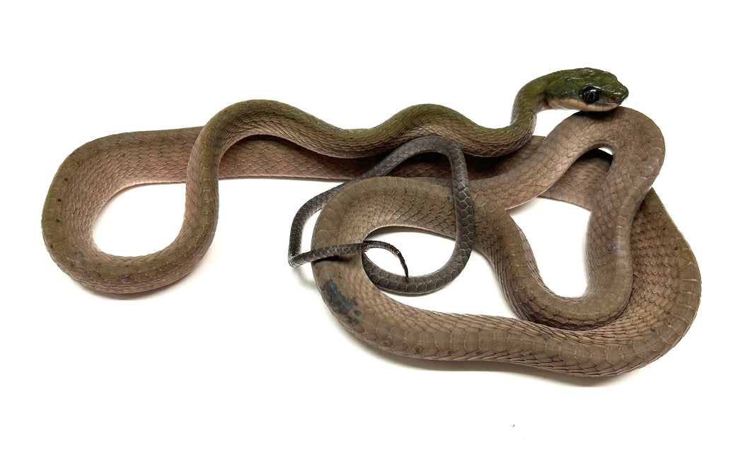 Adult Malaysian Black Headed Cat Snake (Female 1)