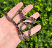 Load image into Gallery viewer, Juvenile South American Cat-Eyed Snake