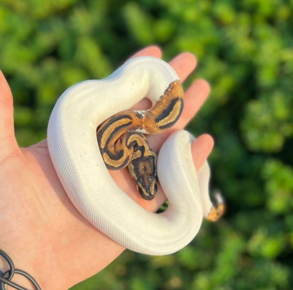 Baby ‘High-White’ Pied Ball Python (Male) – Scales and Tails of Ohio