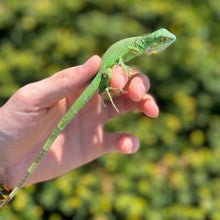 Load image into Gallery viewer, Baby Green Iguana