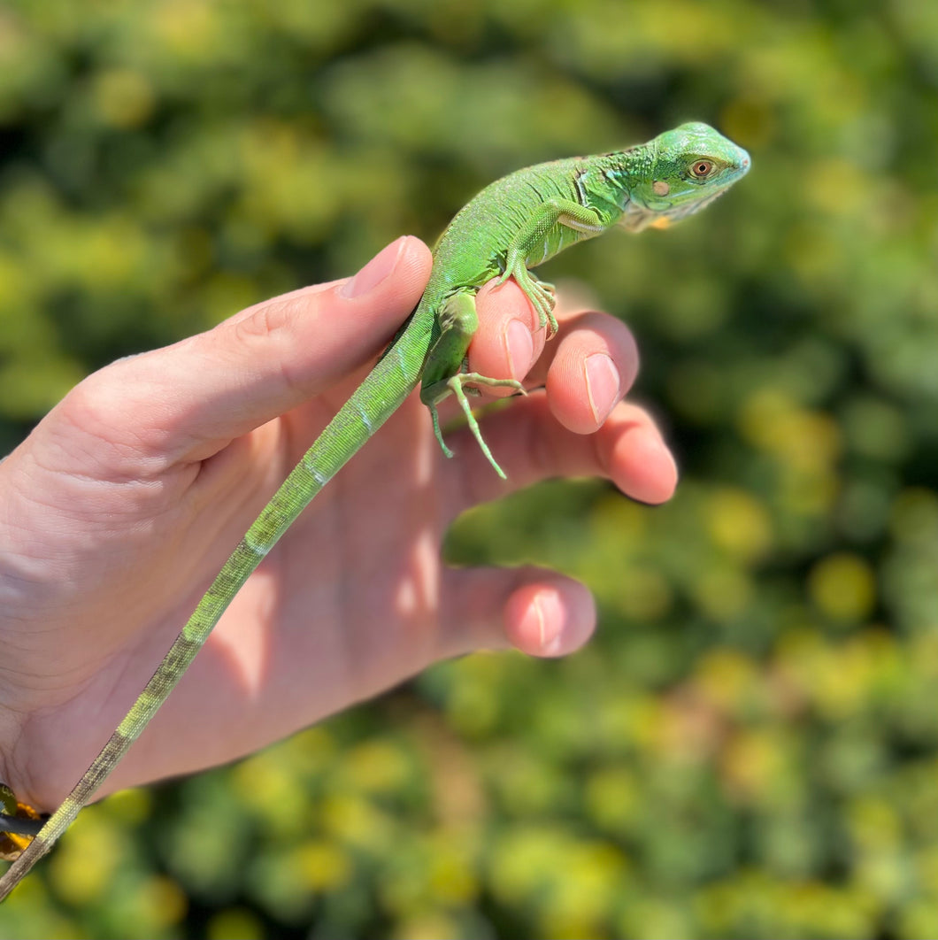 Baby Green Iguana