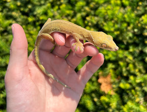 Adult White-Lined Gecko