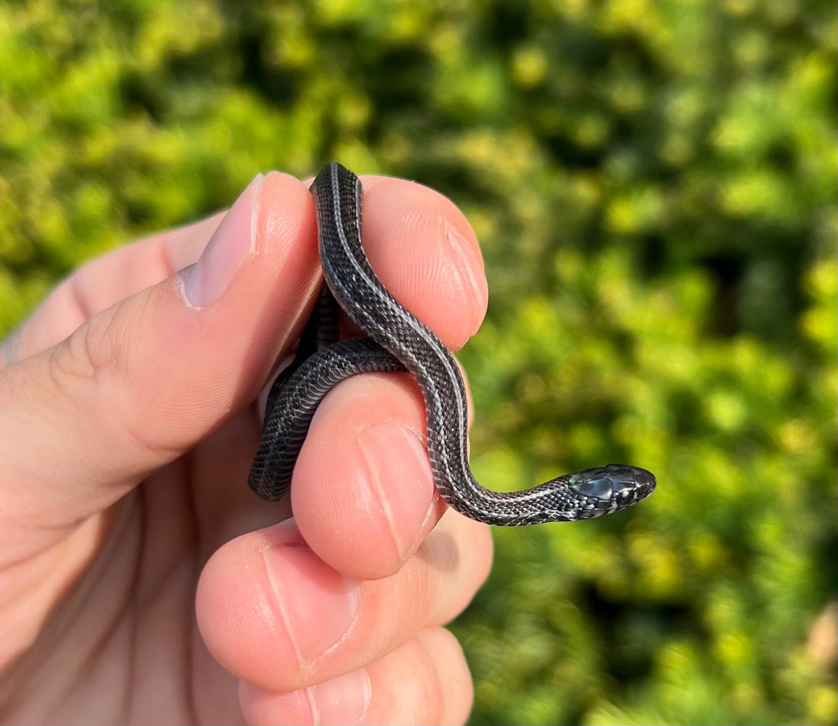 Melnasistic Python Baby Melanistic het Snow Plains Garter Snake – Scales and Tails of Ohio