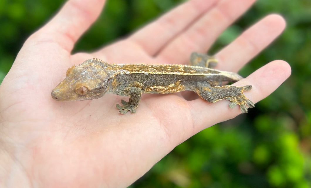 Adult Crested Gecko (Male 1)