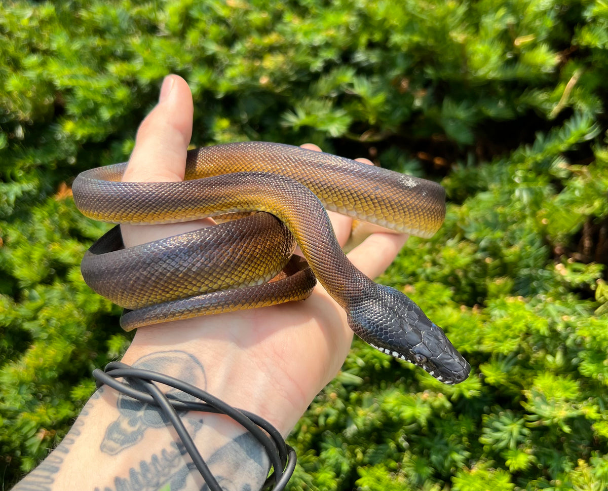 Juvenile Northern White-Lipped Python (Female 2) – Scales and Tails of Ohio