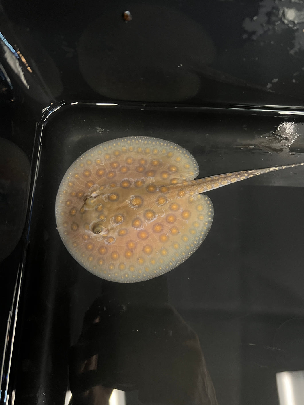 Motoro Stingray