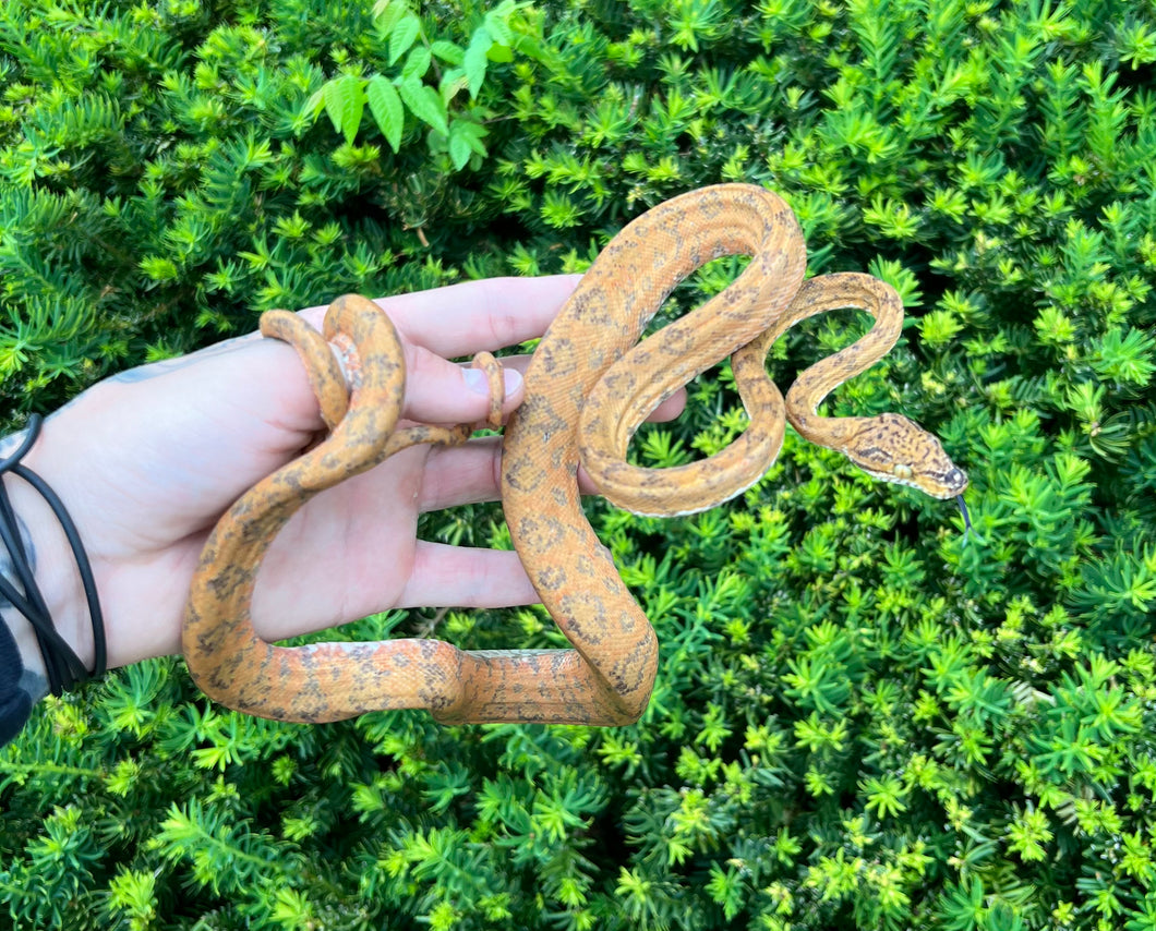 ‘Colored’ Amazon Tree Boa (Female)