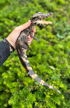 Load image into Gallery viewer, Small Smooth Front Caiman (12”-15”)