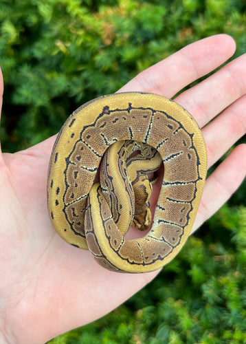 Baby Pinstripe Ball Python het Albino