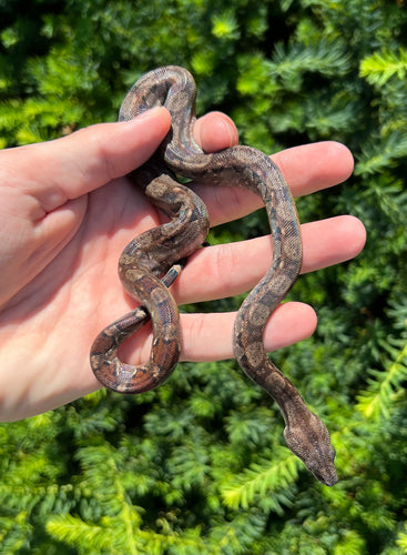 Baby Nicaraguan Boa