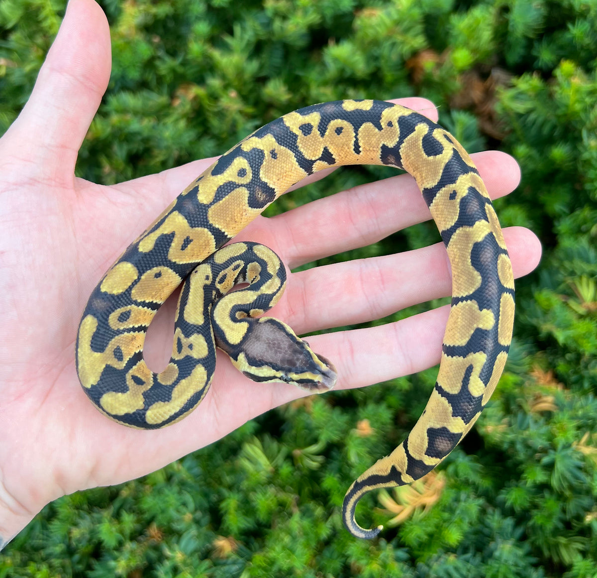 Baby Pastel Ball Python – Scales and Tails of Ohio