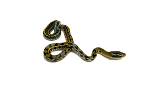 Baby Taiwan Beauty Ratsnake