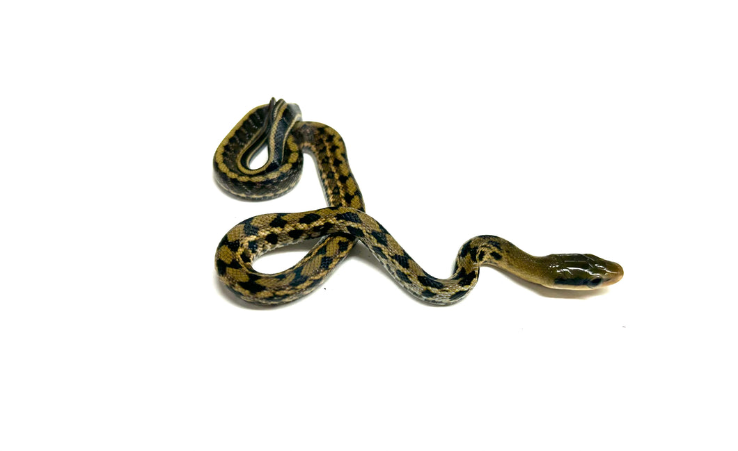 Baby Taiwan Beauty Ratsnake