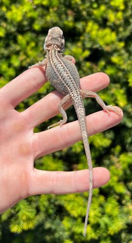 Baby Pied Translucent Striped Bearded Dragon