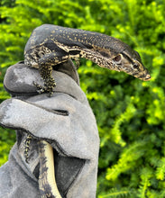 Load image into Gallery viewer, Juvenile Asian Water Monitor (2)