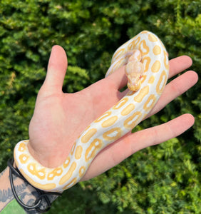 Baby Albino Cinnamon Ball Python (Female)