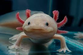 Pink Leucisitic Axolotl – Scales and Tails of Ohio