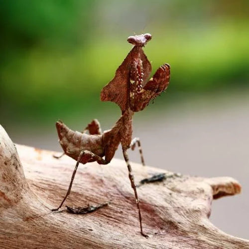 Vietnamese Dead Leaf Mantis