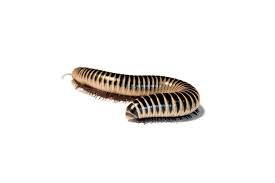 Ivory Millipede