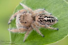 Load image into Gallery viewer, Jumping Spider