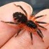 Lava Spider