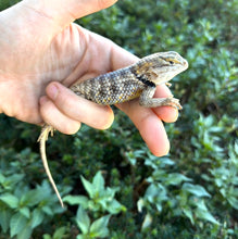 Load image into Gallery viewer, Desert Spiny Lizard