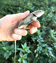 Load image into Gallery viewer, Desert Spiny Lizard