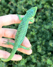 Load image into Gallery viewer, Adult ‘High-Blue’ Mexican Alligator Lizard (Male 2)