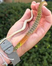 Load image into Gallery viewer, Red-Necked Keelback Snakes (1.1 Pair)